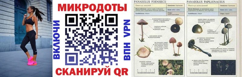купить наркотики цена  Новозыбков  Псилоцибиновые грибы Psilocybine cubensis 